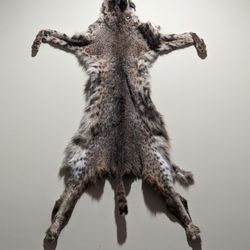 Vintage Bobcat Pelt Hide Fur Rustic Outdoor Decor 
