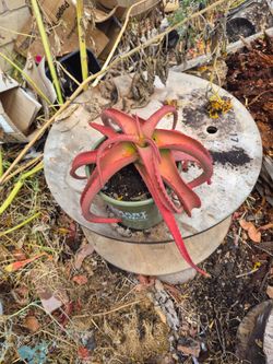 Aloe Vanbalenii