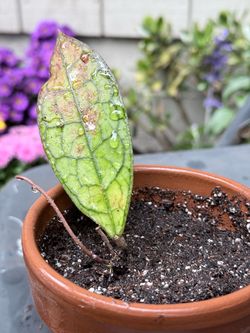 Hoya clemensiorum