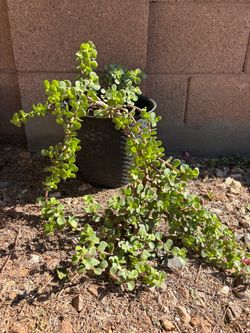 Elephant Bush Suculent