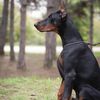 Igor