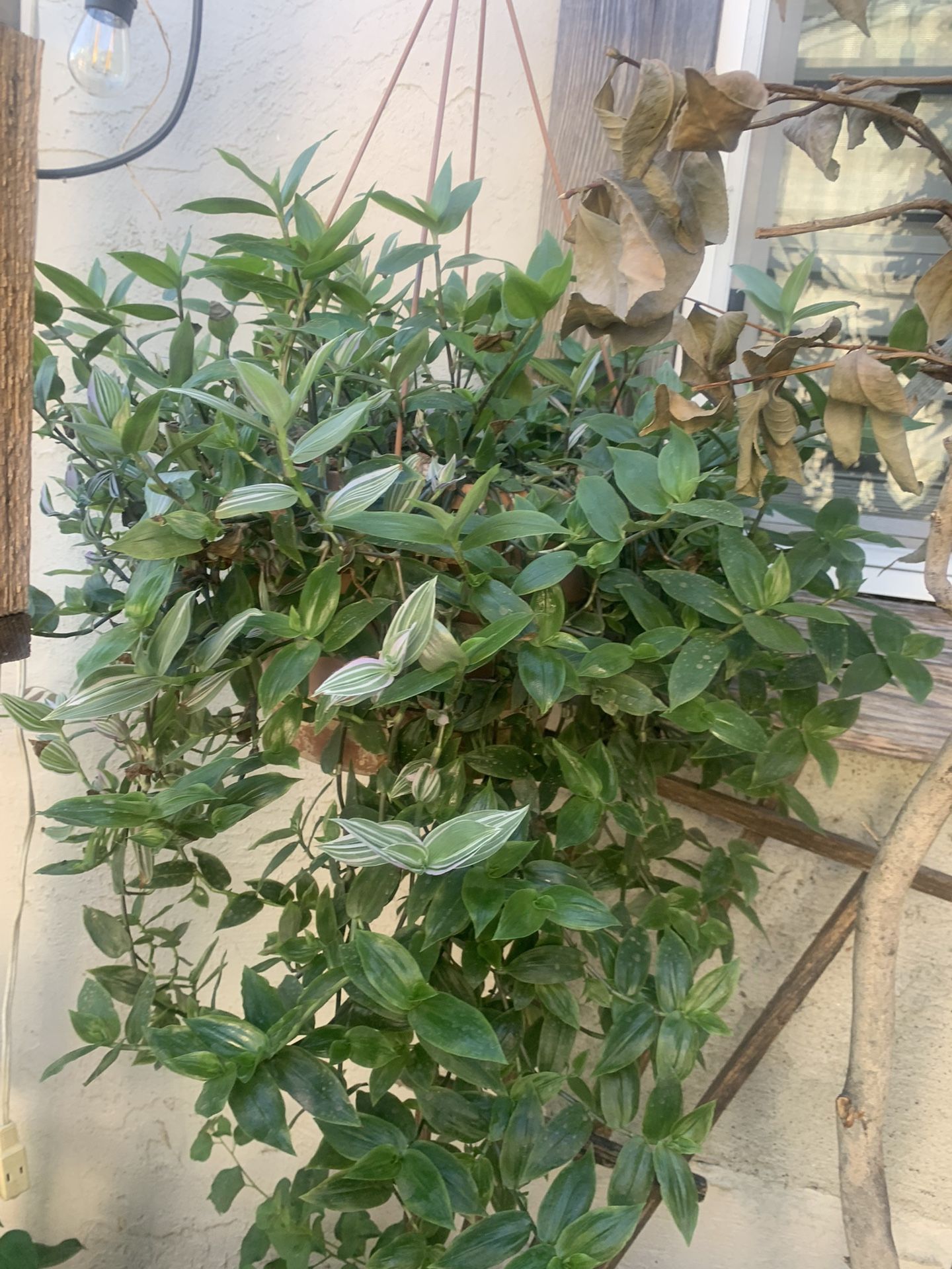 Hanging Plants In baskets Self Containers 2 X $45.00 Or $25 Each.