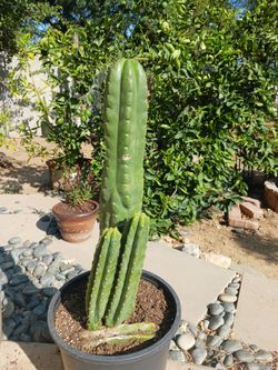 San Pedro cactus