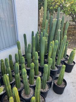 San Pedro cactus