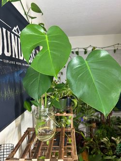 Rooted Monstera Deliciosa– Water Propagated
