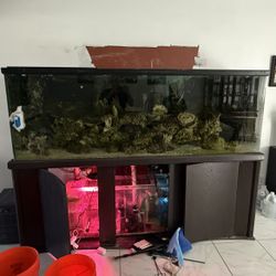 265 Gallon Tank 