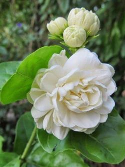 **Rare** Grand Duke of Tuscany Arabian Jasmine Plant
Authentic
Not Sold In Nurseries Tall Full Sun 6+ Hours