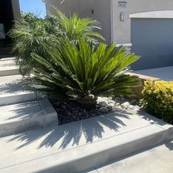 Sago Palm
