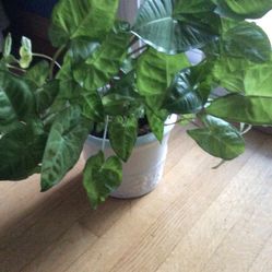 Butterfly Plant 🌱 houseplant  Price Reduced