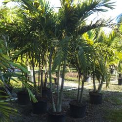 PRICE REDUCED! CHRISTMAS PALM IN 15 GALLONS  OVER 6' FEET TALL WITH MULTIPLE TRUNK FOR ONLY $50! ONLY A FEW LEFT