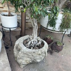 Small Tree- Bonsai Tree 