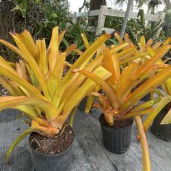 Aechmea Bromeliad Orange – 3 Gallon Bright Tropical Accent 🌿🧡