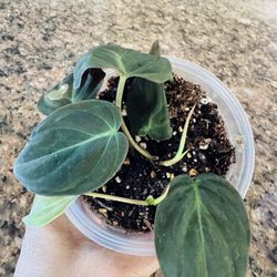 Philodendron micans