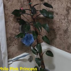 Pink Princess House Plant