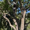 Any kind of tree service 