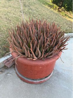 2 XL garden pots