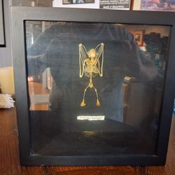 This is a framed, articulated skeleton Of A Bat