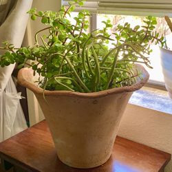 Nicely Potted Elephant Food Succulent 