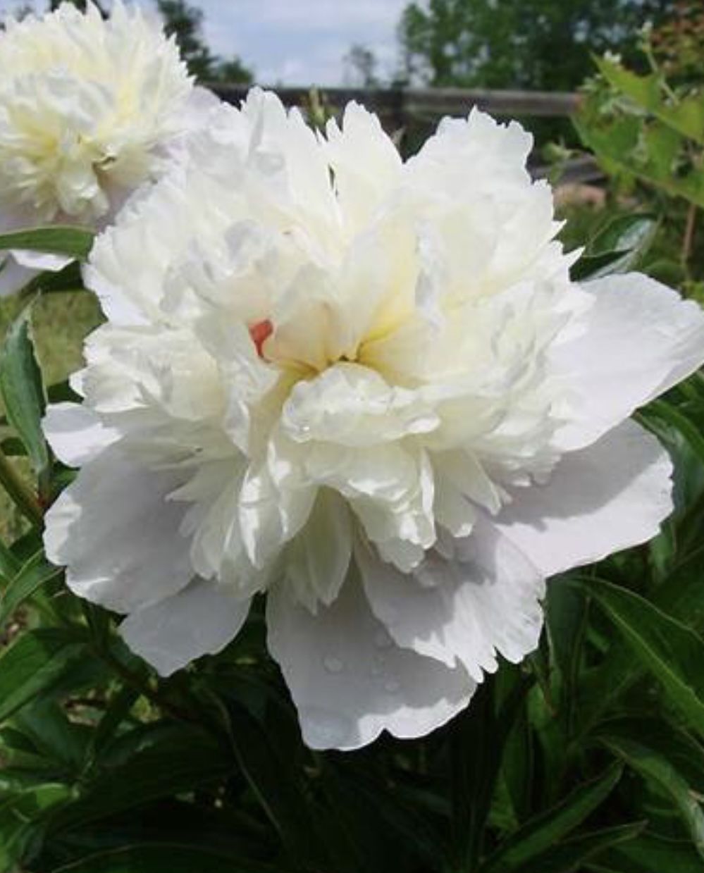 White Peony Plqnt