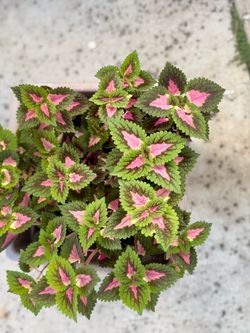 Coleus Plant in Square Pot