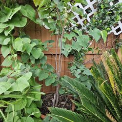 Eastern Redbud Tree/plant.
