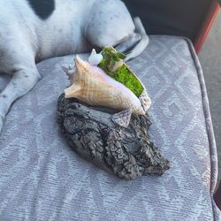 House plants for sale all different kinds