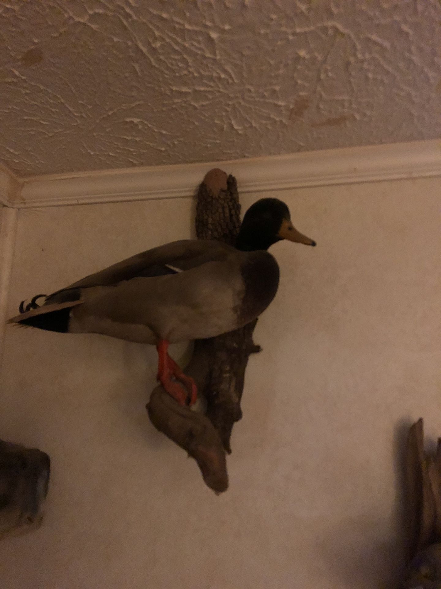 Mallard