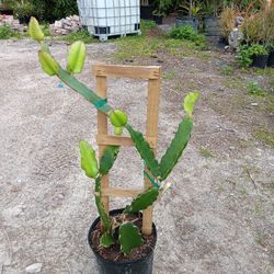 Dragon Fruit Plant 3 Gallons 