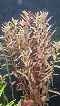 Aquatic Plant Sale Pond Plants Too