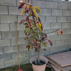 House Plant  6 ft,  $12 In Bakersfield 