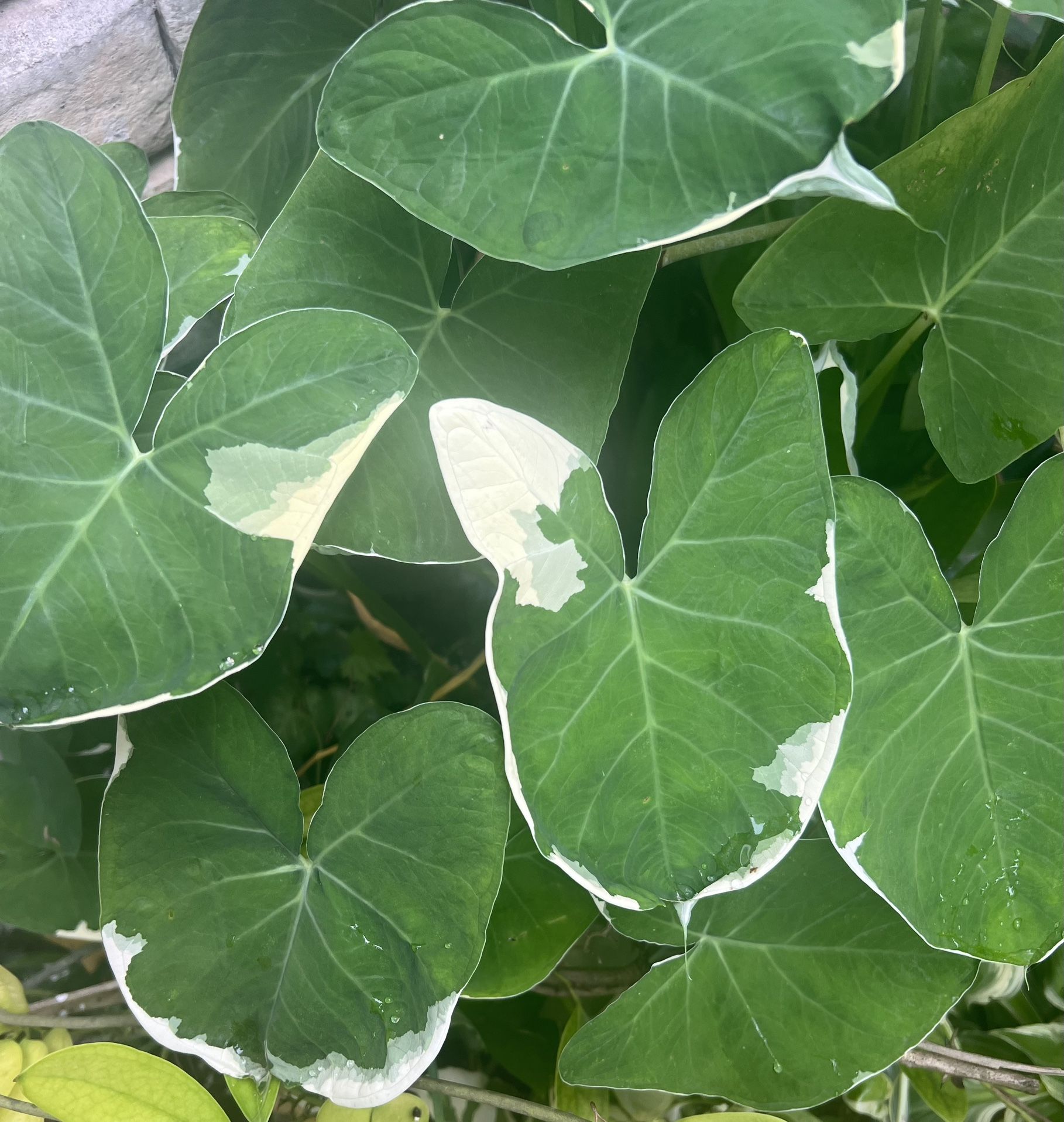 Variegated Mickey Mouse Alocasia Plants ( Pls Read Description Below)