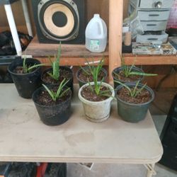 Alie Vera Plants 