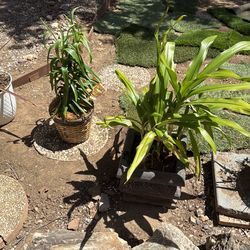 Plants take all for 30