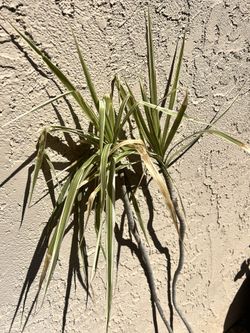 Dracaena Plant 