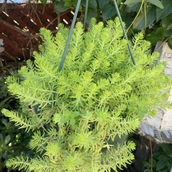 Beautiful  Plant In Hanging Pot.