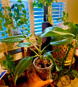 White Princess Philodendron