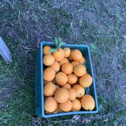 Fresh Organic Oranges 