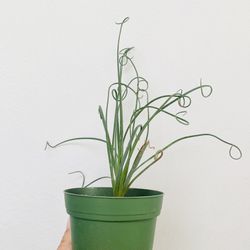 Plants (4”pot🌿Frizzle Sizzle $12)
