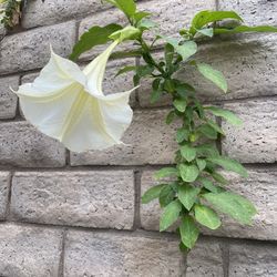 Angels trumpet flower white