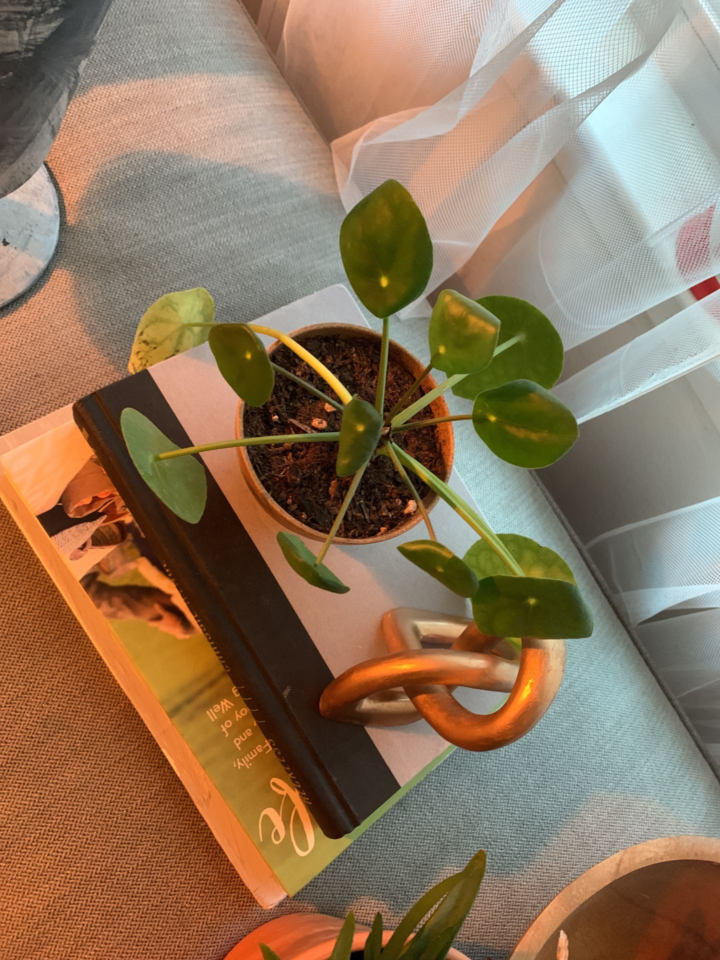 Pilea plant