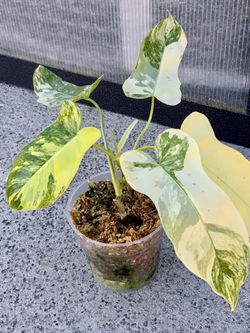 Florida Beauty x Paraiso Variegated New Hybrid 