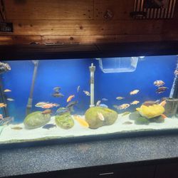 55 Gallon Aquarium/ Fish Tank 
