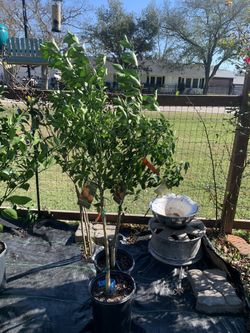 Dancy Tangerine tree 