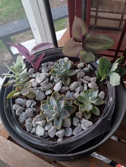 Succulent Arrangement With Metal Garden Decor (Use)