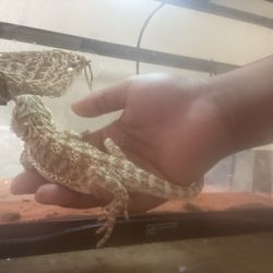 Morphed Bearded Dragon Cage 