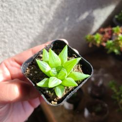 Haworthia Succulents For Sale Plant