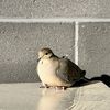 Jay