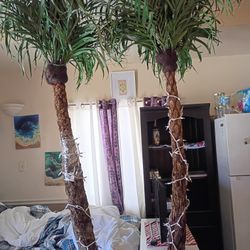 Double Palm Tree