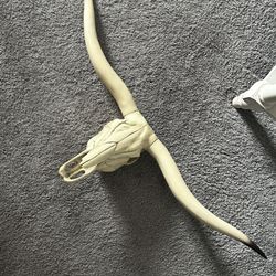 Longhorn Bull Skull