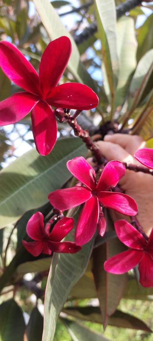 Hawaiian Red Ulaula Plumeria MAVINA (Frangipani) Plant 8" top CUTTING